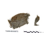 藏品(澤苔)的圖片